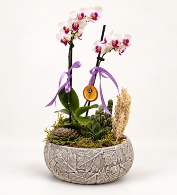 Mini Orkide Garden