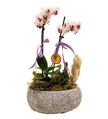 Mini Orkide Garden özgün ürün görünümü