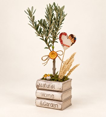 Kitap Vazoda Zeytin Bonsai