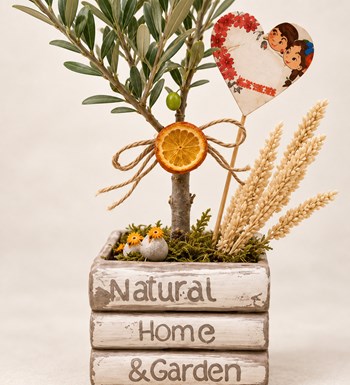Kitap Vazoda Zeytin Bonsai yaprak, gövde ve saksı detay görünümü