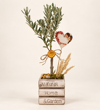 Kitap Vazoda Zeytin Bonsai