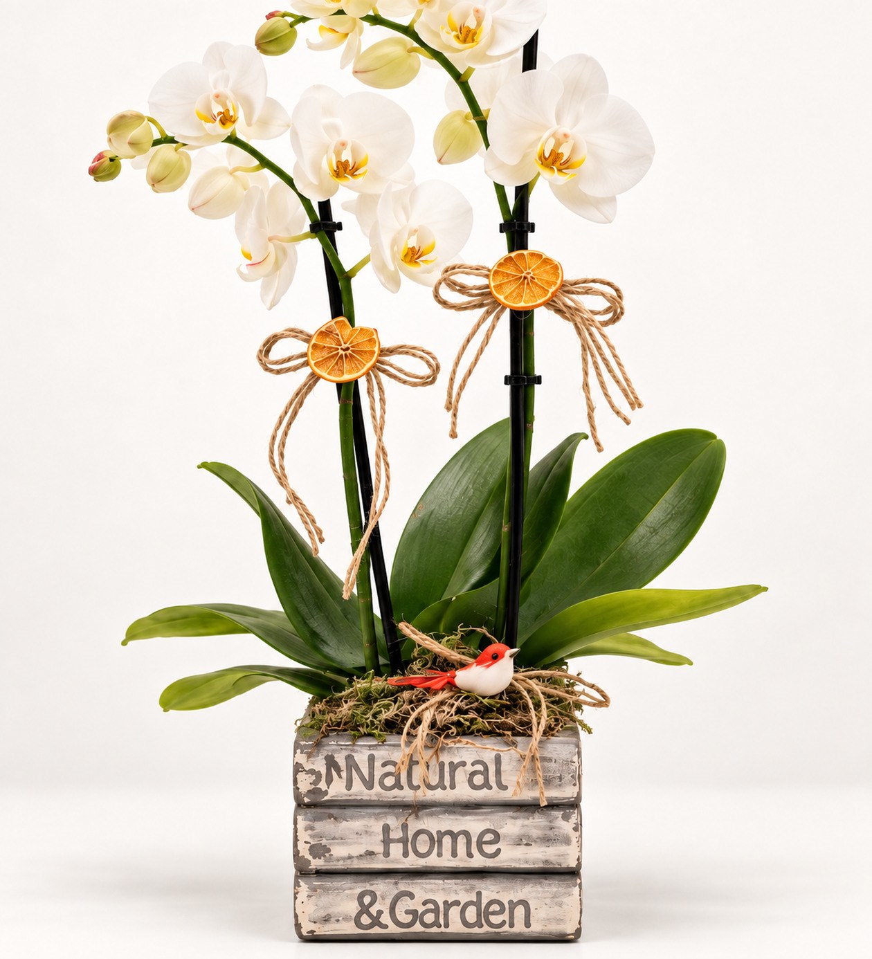 Kitap Vazoda Beyaz Orkide çiçek, yaprak ve saksı detay görünümü