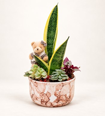Sansevieria Tasarımı