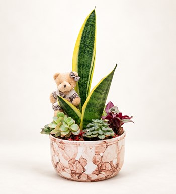 Sansevieria Tasarımı