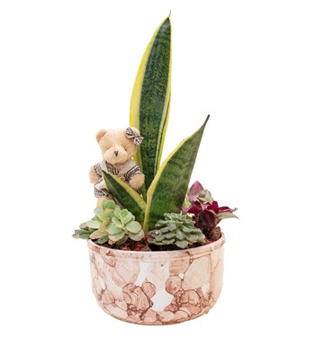 Sanseveria Tasarımı özgün ürün görünümü