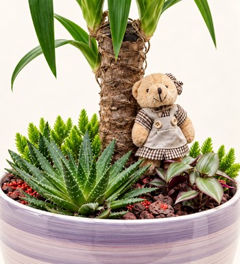Yucca Bahçesi yaprak, gövde ve saksı detay görünümü