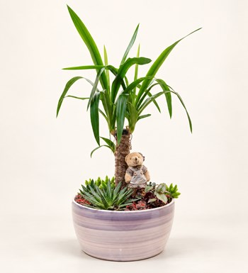 Yucca Bahçesi