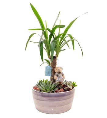 Yucca Bahçesi özgün ürün görünümü
