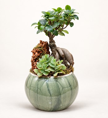 Bonsai Bahçesi