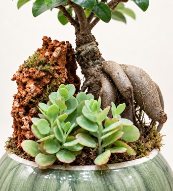 Bonsai Bahçesi yaprak, gövde ve saksı detay görünümü