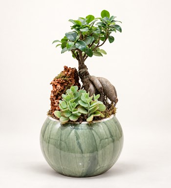 Bonsai Bahçesi
