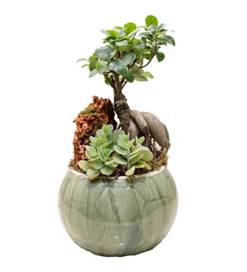 Bonsai Bahçesi özgün ürün görünümü
