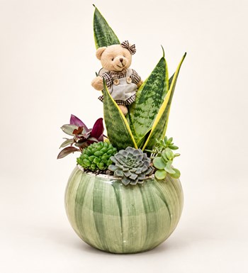 Sanseveria ve Sukulent Tasarımı