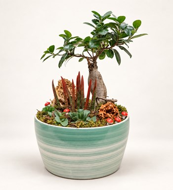 Büyük Boy Bonsai Bahçesi