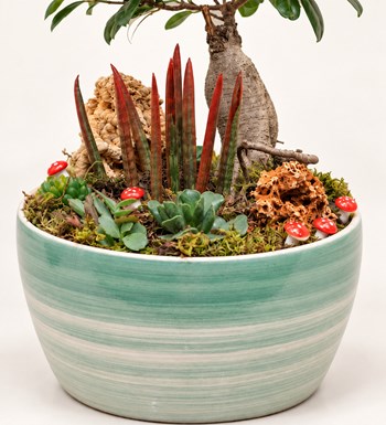 Büyük Boy Bonsai Bahçesi yaprak, gövde ve saksı detay görünümü