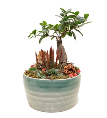 Büyük Boy Bonsai Bahçesi özgün ürün görünümü
