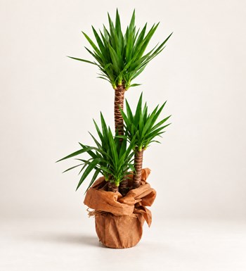 Yucca 3 Köklü