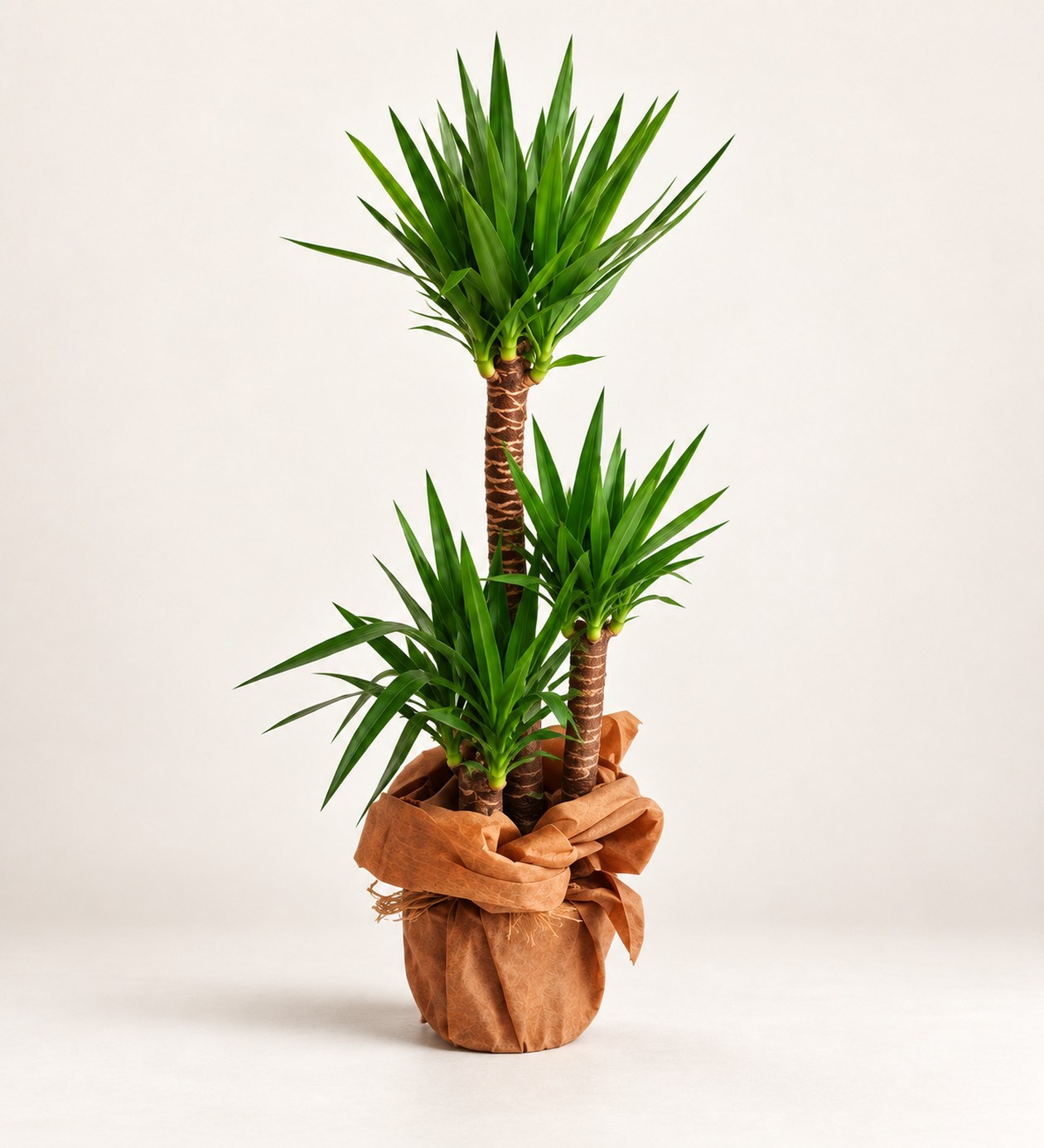 Yucca 3 Köklü hafif yan açı ürün görünümü