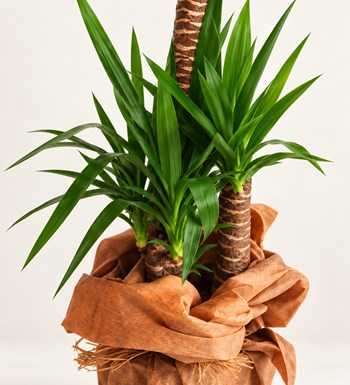 Yucca 3 Köklü yaprak, gövde ve saksı detay görünümü