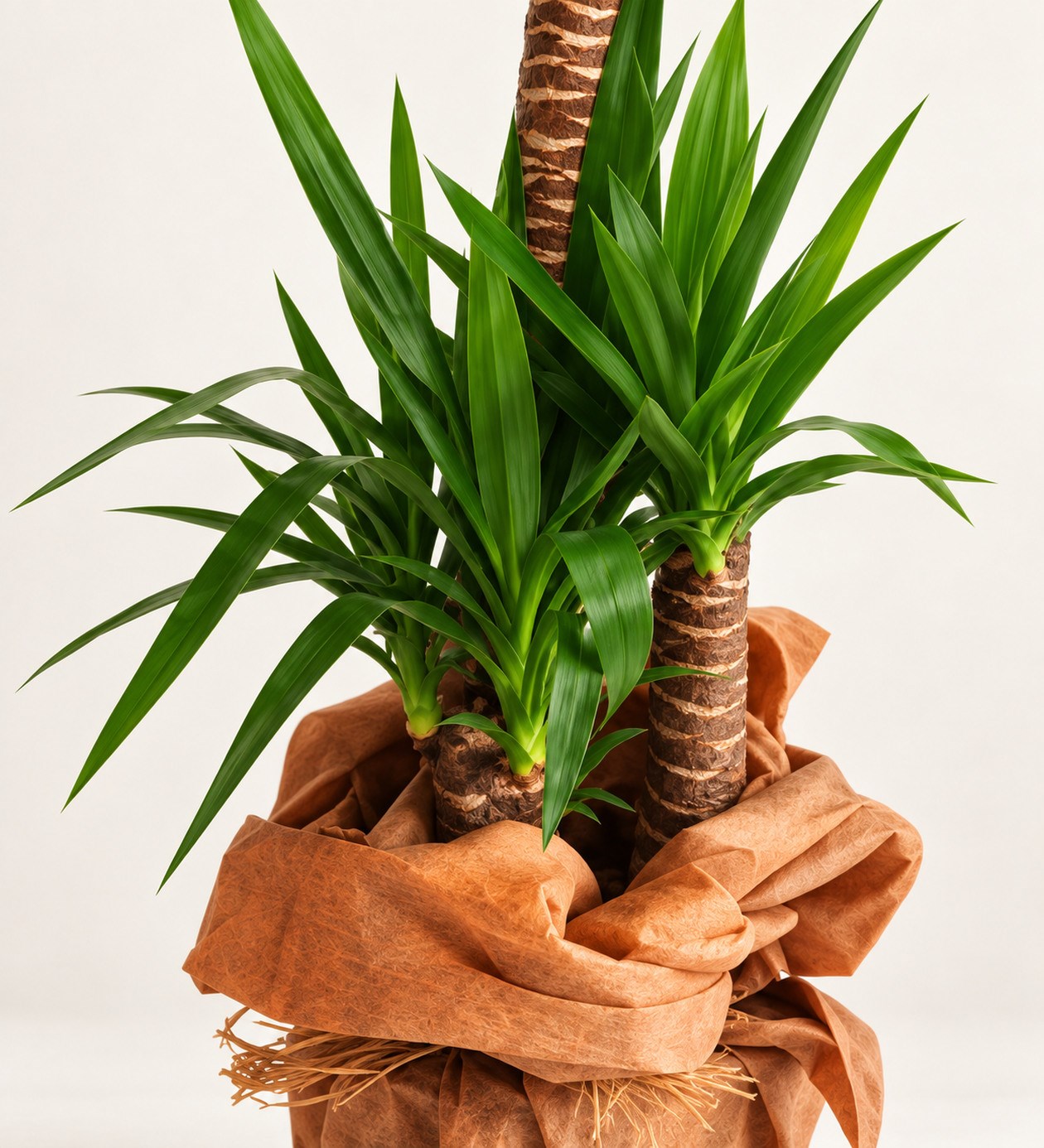 Yucca 3 Köklü yaprak, gövde ve saksı detay görünümü