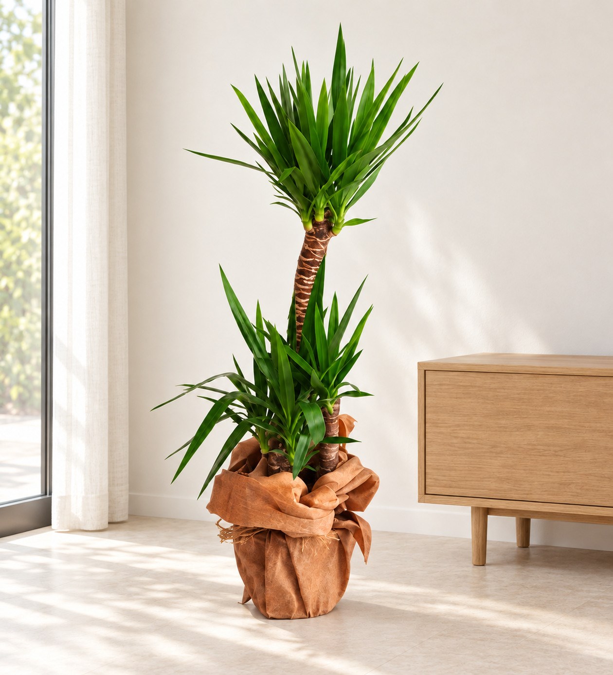 Yucca 3 Köklü yaşam alanında gerçekçi boyut görünümü