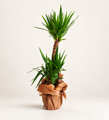 Yucca 3 Köklü