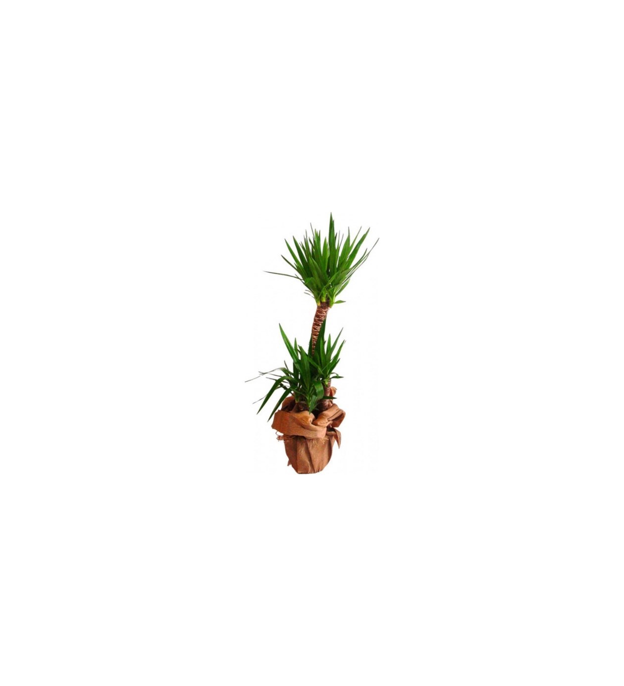 Yucca 3 Köklü özgün ürün görünümü