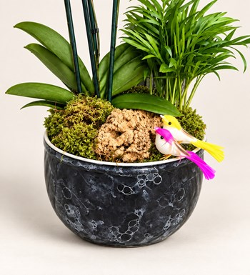 Midi Orkide Garden çiçek, yaprak ve saksı detay görünümü