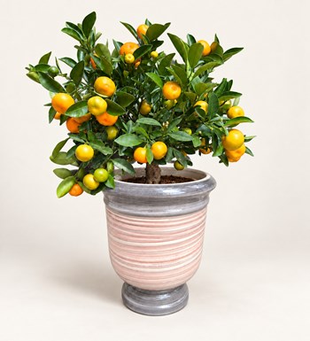 Citrus Fortunella Marginata