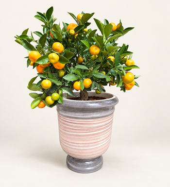 Citrus Fortunella Marginata