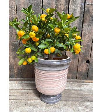 Citrus Fortunella Marginata özgün ürün görünümü