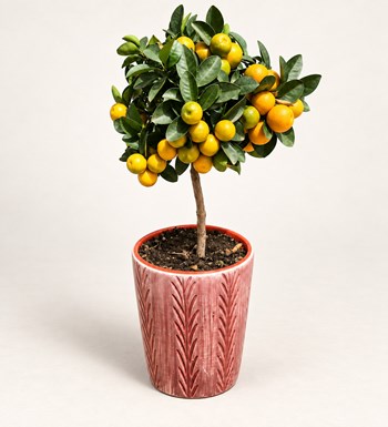 Citrus Fortunella Marginata (Mandalina) 60 cm