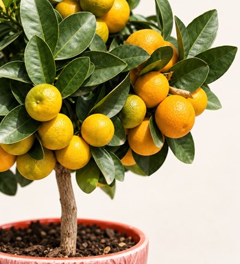 Citrus Fortunella Marginata (Mandalina) 60 cm çiçek ve vazo malzemesi detay görünümü