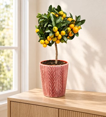 Citrus Fortunella Marginata (Mandalina) 60 cm yaşam alanında gerçekçi boyut görünümü