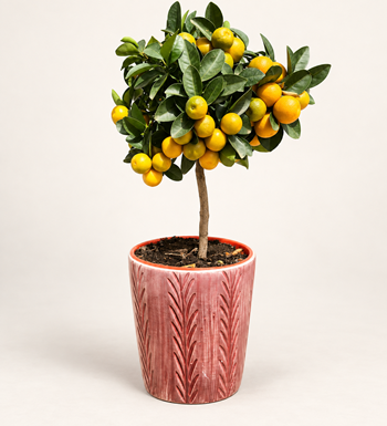 Citrus Fortunella Marginata (Mandalina) 60 cm