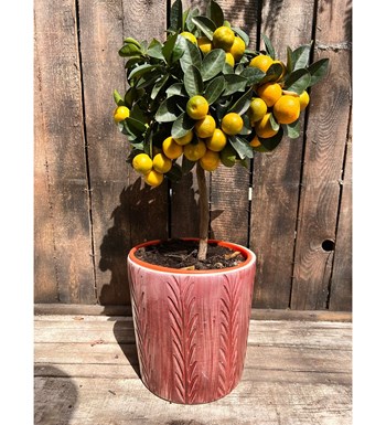 Citrus Fortunella Marginata (Mandalina) 60 cm özgün ürün görünümü