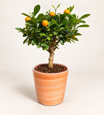İthal Mandalina Bitkisi