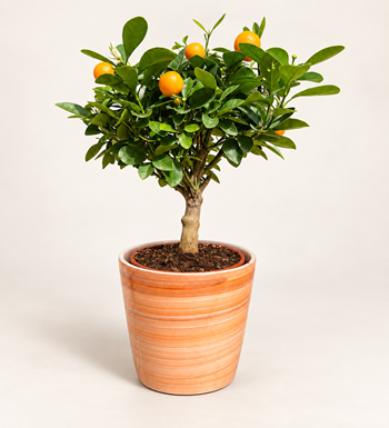 İthal Mandalina Bitkisi