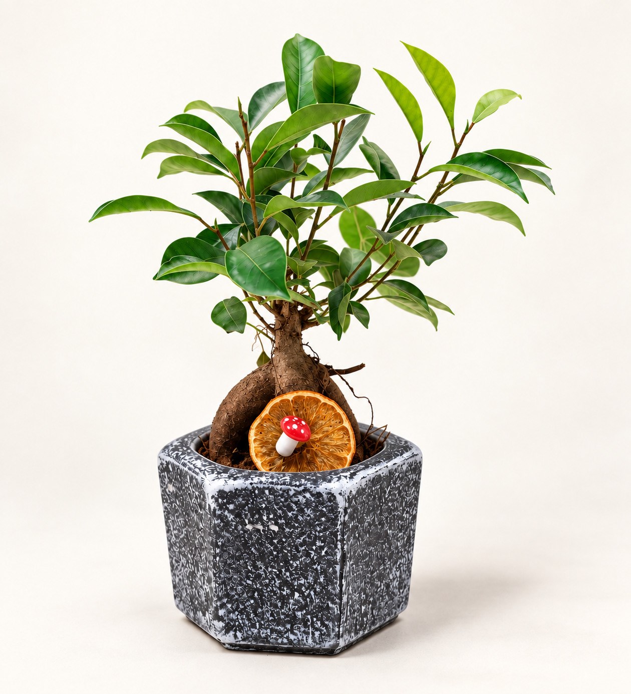 Mini Ficus Bonsai hafif yan açı ürün görünümü