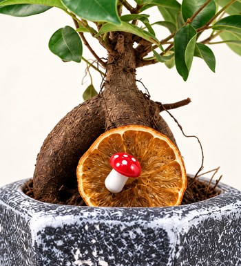Mini Ficus Bonsai yaprak, gövde ve saksı detay görünümü