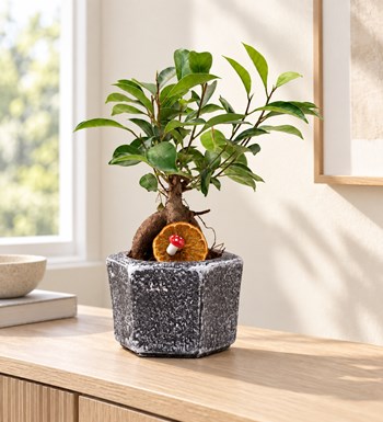 Mini Ficus Bonsai yaşam alanında gerçekçi boyut görünümü