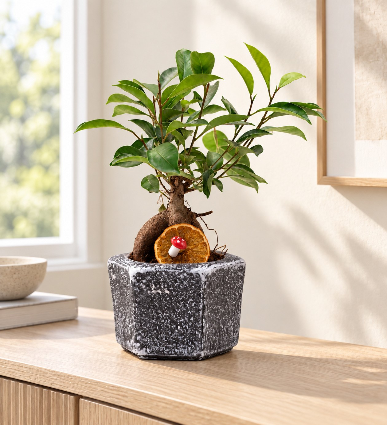 Mini Ficus Bonsai yaşam alanında gerçekçi boyut görünümü
