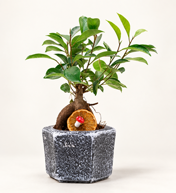 Mini Ficus Bonsai
