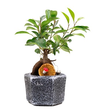 Mini Ficus Bonsai özgün ürün görünümü