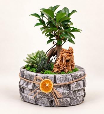 Ficus Bonsai Garden