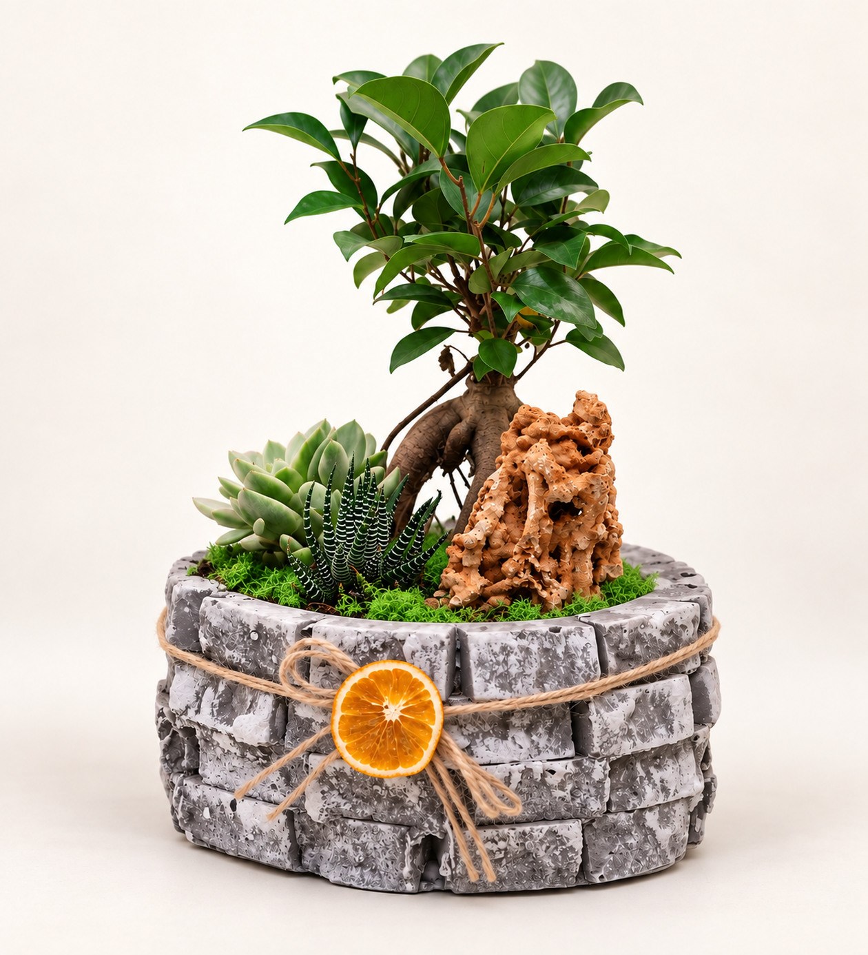Ficus Bonsai Garden hafif yan açı ürün görünümü