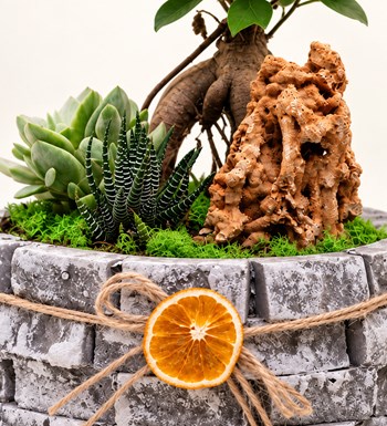 Ficus Bonsai Garden yaprak, gövde ve saksı detay görünümü