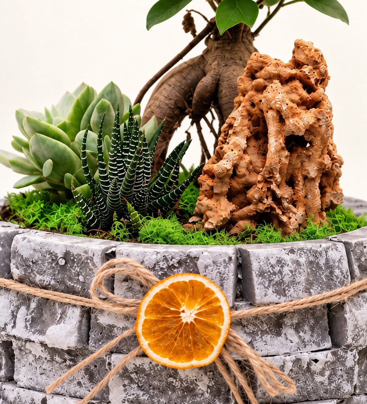 Ficus Bonsai Garden yaprak, gövde ve saksı detay görünümü