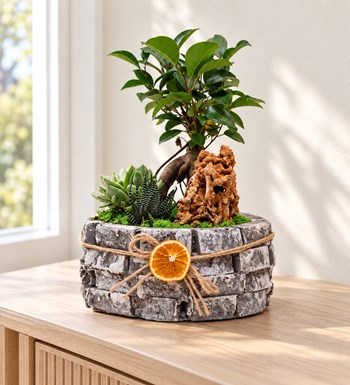 Ficus Bonsai Garden yaşam alanında gerçekçi boyut görünümü