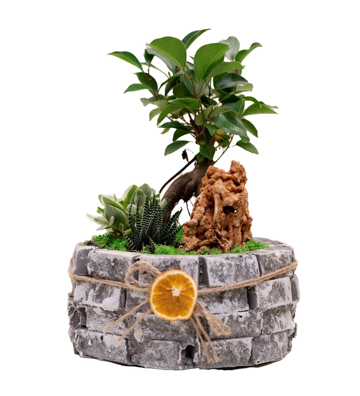 Ficus Bonsai Garden özgün ürün görünümü
